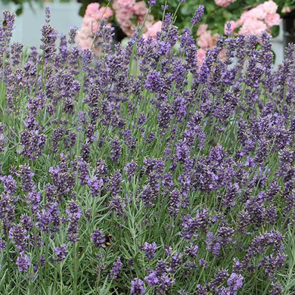 Лаванда Узколистная Дварф Блю Р9 шт Садовита