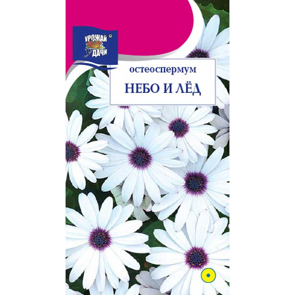 Остеоспермум Небо и Лёд Урожай у дачи Цх10 