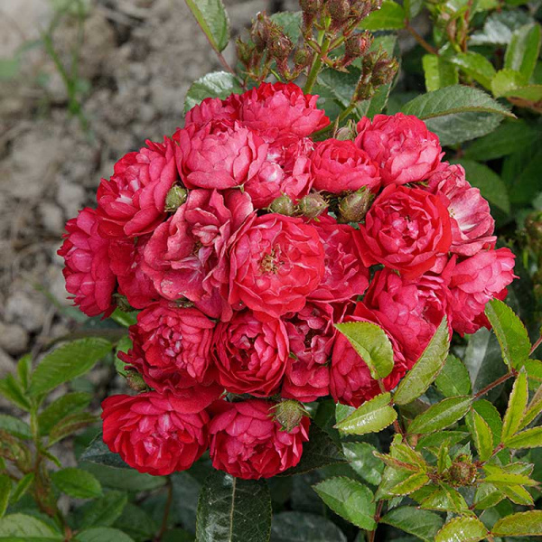 Роза почвопокровная Фейри Чангелинг Садовита