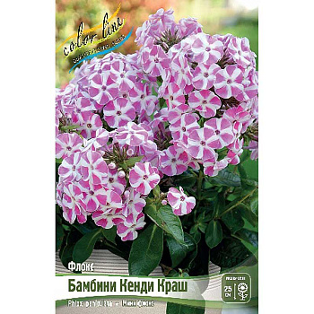 Флокс Бамбини Кенди Краш I 1 шт