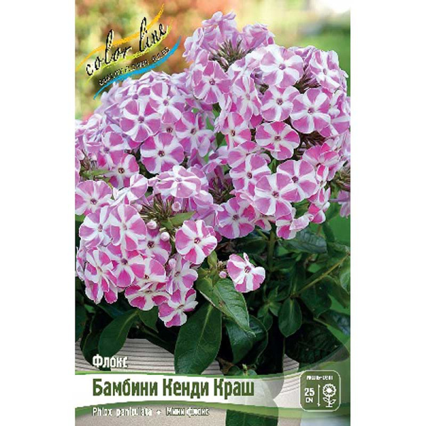 Флокс Бамбини Кенди Краш I 1 шт