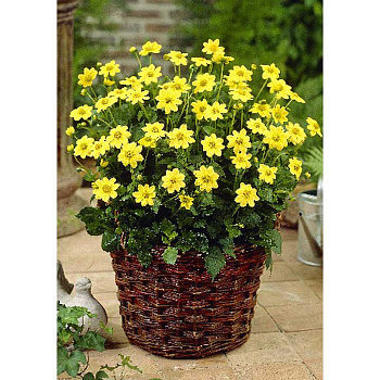 Георгина Топ Микс Желтый I 1 шт