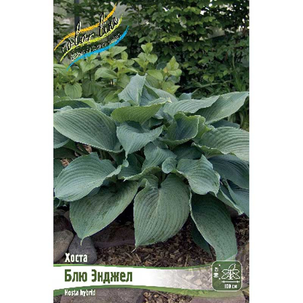 Хоста Блю Энджел 1 n 1 шт