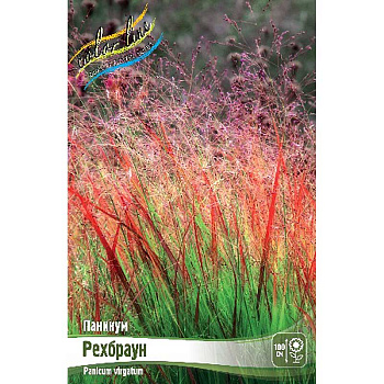 Паникум Рехбраун 2/3 2 шт
