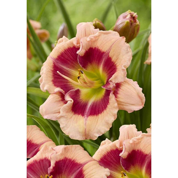 Лилейник Галактик Блаш I 1 шт