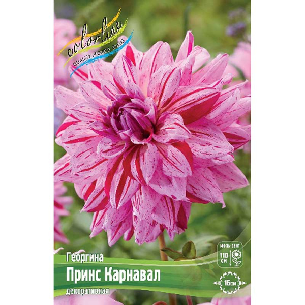 Георгина Принс Карнавал I 1 шт