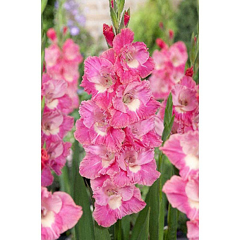 3669 Шоу-бокс Гладиолус Пинк Пэррот 10/12 100 шт 