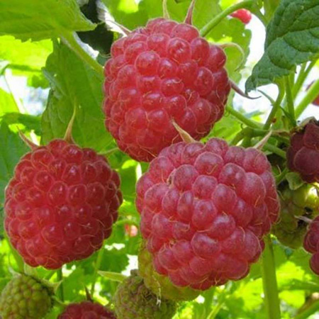 Малина Мария Садовита