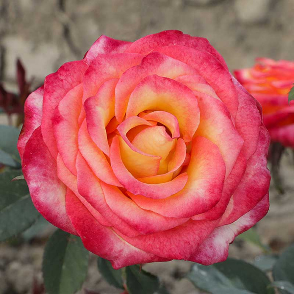 Роза чайно-гибридная Утопия Садовита