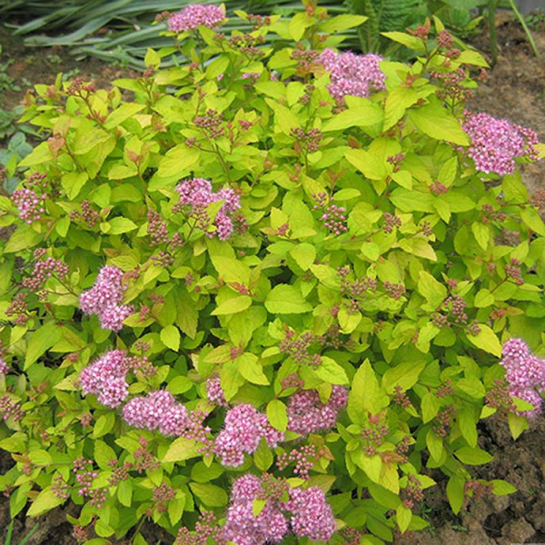 Спирея Японская Голден Принцесс Р9 ,шт Садовита