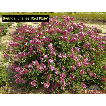 Сирень Рэд Пикси P9