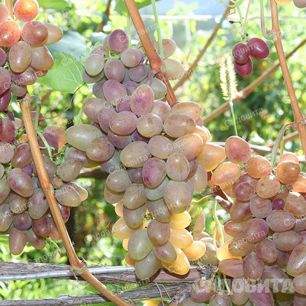 Виноград Аладдин ранний Садовита