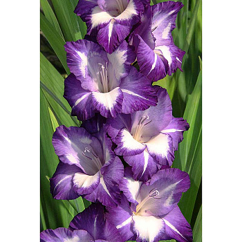 Гладиолус Небо И Звезды 8/10 15 шт, Садовита 