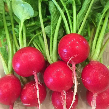 Редис Черриэт 1000шт ФЛ Престиж