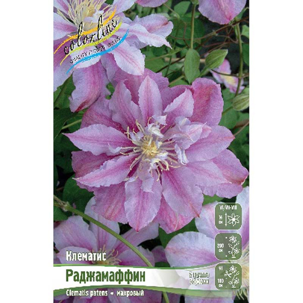 Клематис Раджамаффин I 25 шт Биг-пак 2488