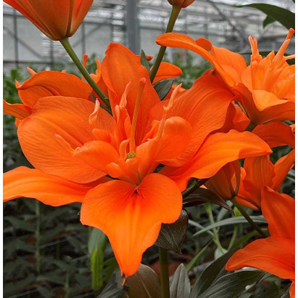 Лилия Алани 12/14 5 шт 