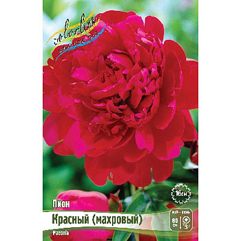 Пион Красный 3/5 n 1 шт