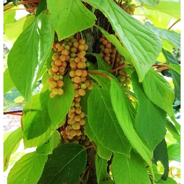 Лимонник Китайский Видовая Норма P9