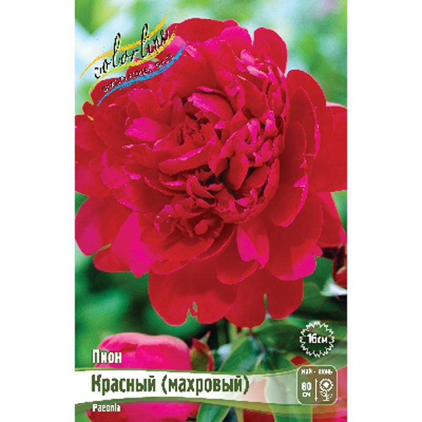 Пион Красный 3/5 n 1 шт