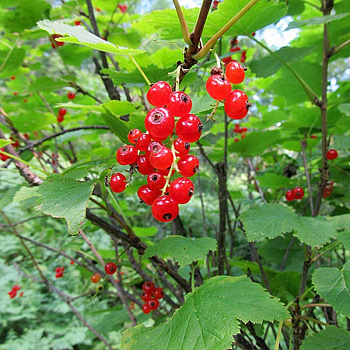 Смородина красная Надежда Садовита