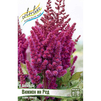 Астильба Вижион Ин Ред 2/3 n 1 шт