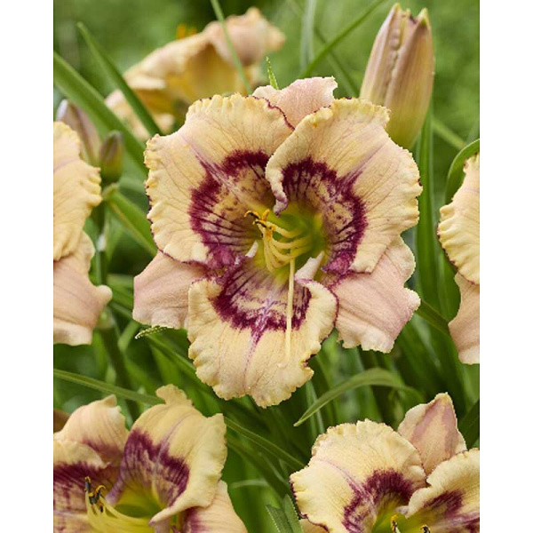 4177 Биг-Пак Лилейник Дезайн Спайдер I 25 шт 