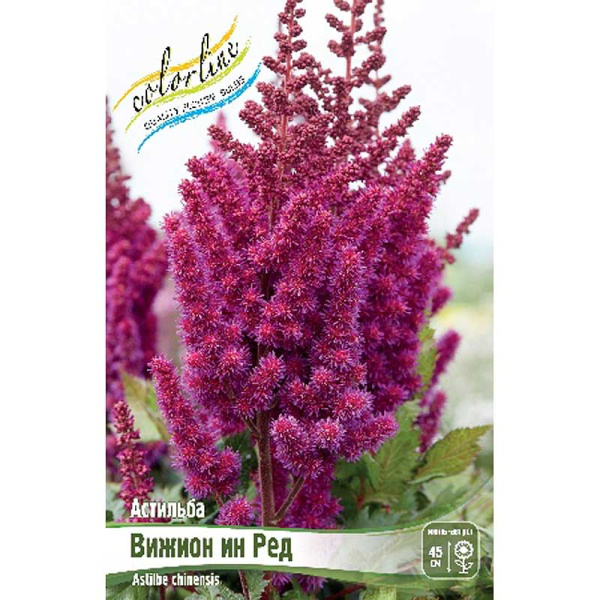 Астильба Вижион Ин Ред 2/3 n 1 шт