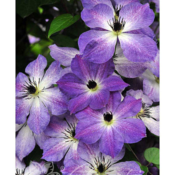 Клематис Клаудбёрст P9 шт