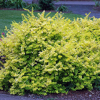 Барбарис Тунберга Аурея Р9 ,шт Садовита