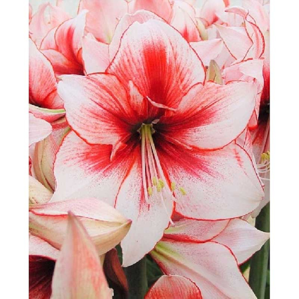 8218 Шоу-Бокс Амариллис Темптейшн 22/24 8 шт