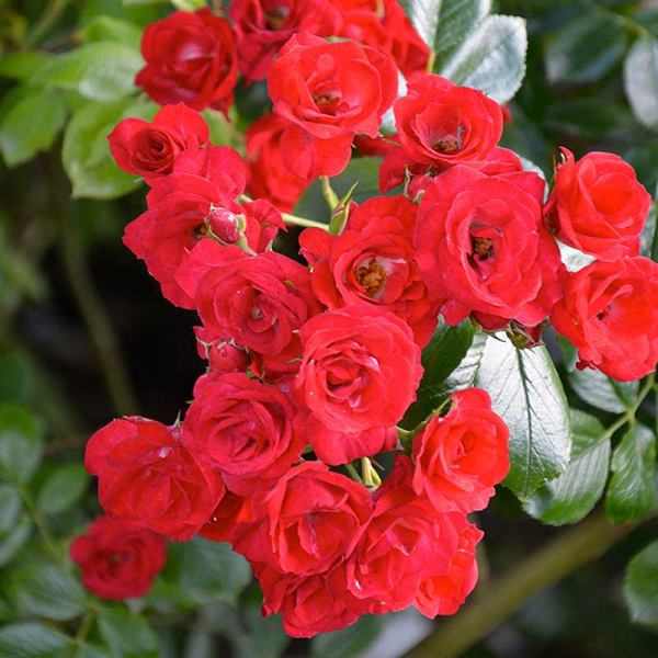 Роза шраб Скарлет Мейяндекор Садовита