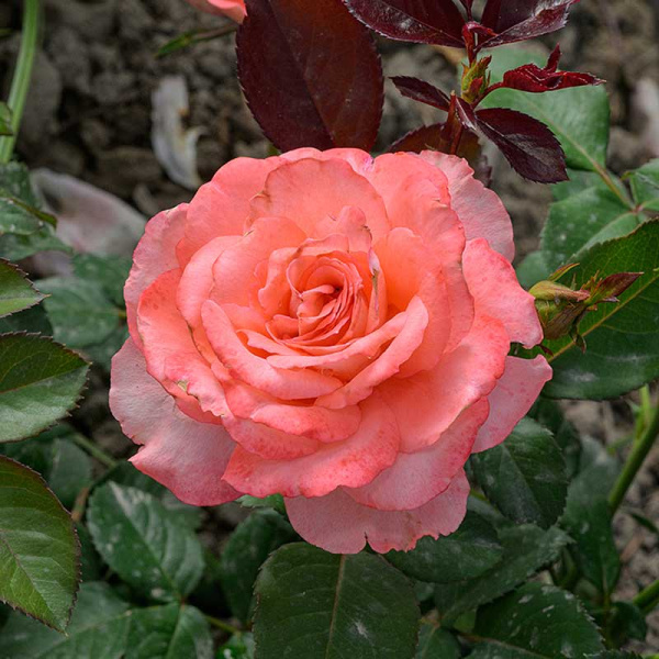 Роза Флорибунда Вайкики Садовита