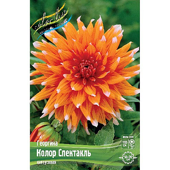 Георгина Колор Спектакль I 1 шт 