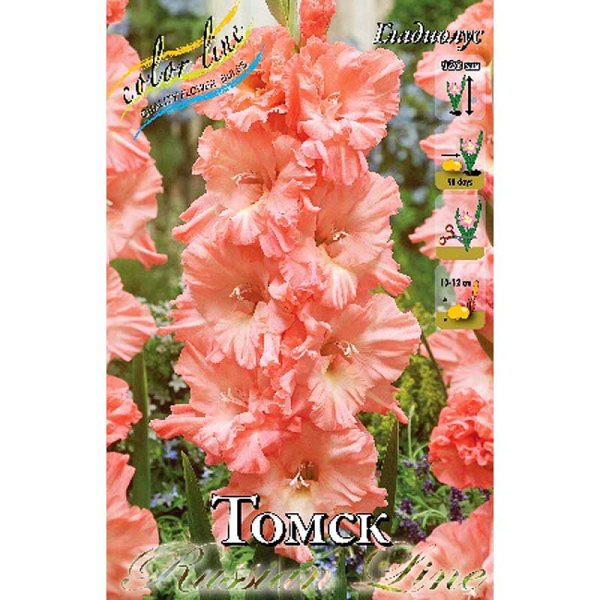 Гладиолус Томск 10/12 8 шт 