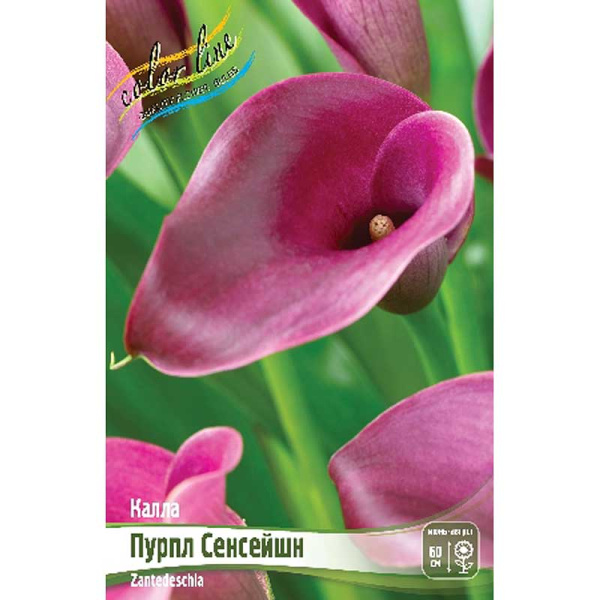 Калла Пурпл Сенсейшн 12/14 30 шт Шоу-бокс 8728 