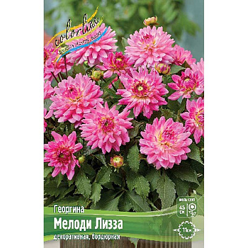 Георгина Мелоди Лизза I 15 шт Шоу-Бокс 10981