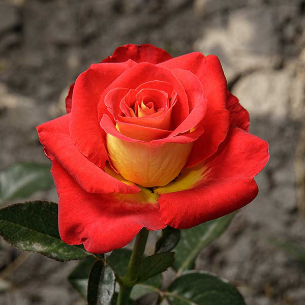 Роза чайно-гибридная Френдшип Садовита