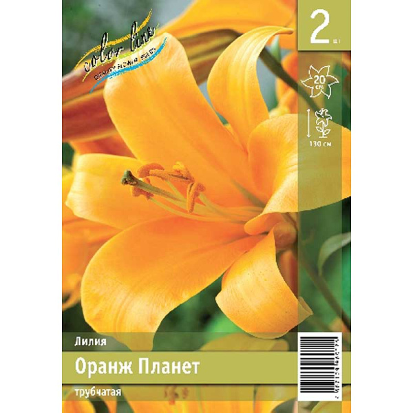 Лилия Оранж Планет 12/14 2 Эконом шт