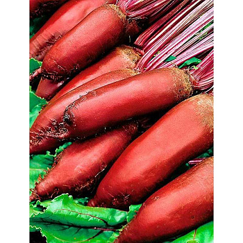 Свекла Ренова Плазма Ц