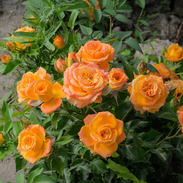 Роза спрей Топ Маркс Садовита