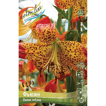 Лилия Фьюжн 12/14 3 шт 