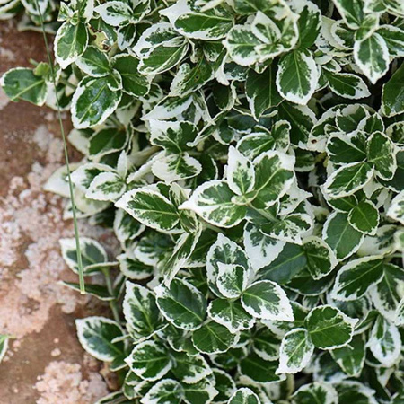 Бересклет Форчуна Эмеральд Гаети P9   шт Садовита