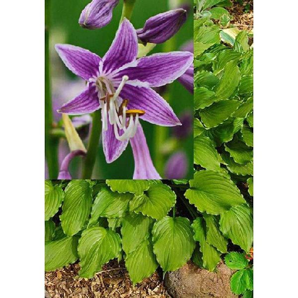 Хоста Пурпл Сенсейшн 1 n 1 шт