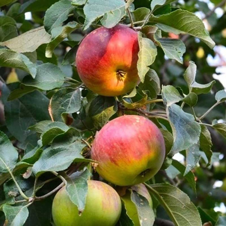 Яблоня Строевское (полукарлик) Садовита