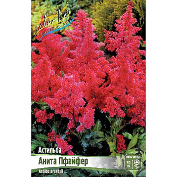 Астильба Анита Пфайфер 2/3 n 1 шт