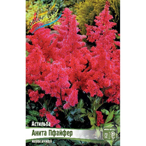 Астильба Анита Пфайфер 2/3 n 1 шт