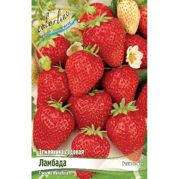 8221 Биг-Пак Земляника Садовая Ламбада A 100 шт