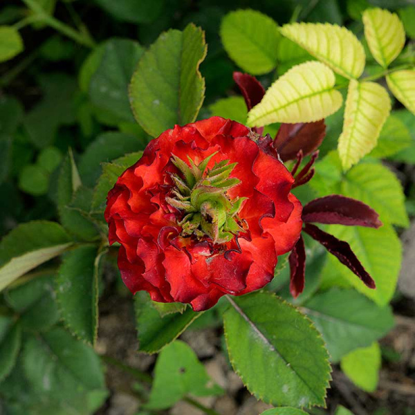 Роза Чайно-гибридная Рэд Ай Садовита