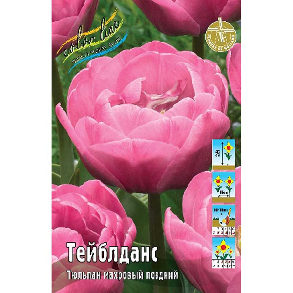 7583 Шоу-бокс Тюльпан Тейблданс 11/12 75 шт 