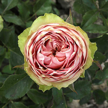 Роза чайно-гибридная Питахайя Садовита